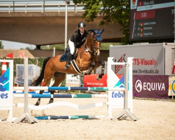 jumper Alexa 440 (German Sport Horse, 2015, from Casiro I)