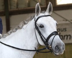 dressage horse Ofinina (Shagya Arabian, 2009, from Shagil)