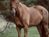 jumper Game Plan (Irish Sport Horse, 2008, from Crosstown Dancer)