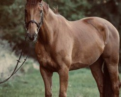 Springpferd Game Plan (Irish Sport Horse, 2008, von Crosstown Dancer)