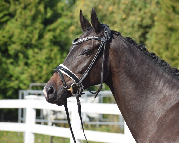 dressage horse Clematis (Czech Warmblood, 2017)