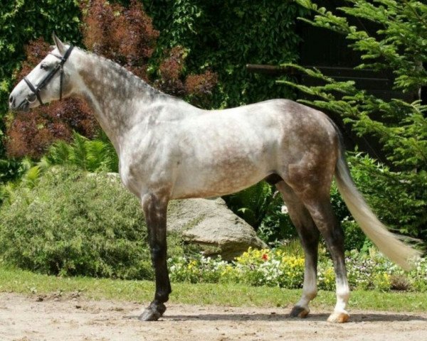 stallion Leevster (Mecklenburg, 2010, from Levisonn 208 FIN)