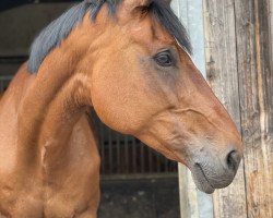 jumper Ibeau van de Celiebrug (Belgian Warmblood, 2008, from Lord Lancer)