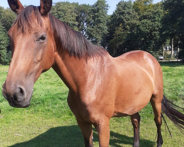 Zuchtstute Heidi (Oldenburger, 2001, von Royal Dance)