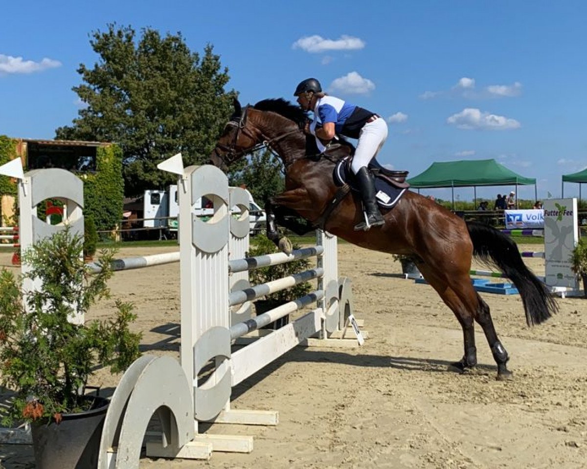 broodmare Grossis Greta (Holsteiner, 2014, from Darco de Revel)