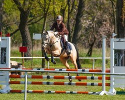 jumper Friedrichshof Night-Mexx (German Riding Pony, 2011, from Nightfire)