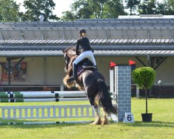 Springpferd Sweet little Tinkerbell (Irish Sport Horse, 2010)