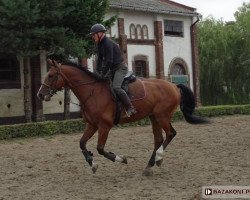 dressage horse Rubin (polish noble half-breed, 2009, from Rubin Cortes OLD)