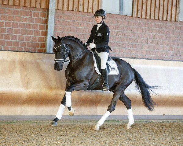 stallion De Beau (Oldenburg, 2014, from De Niro)
