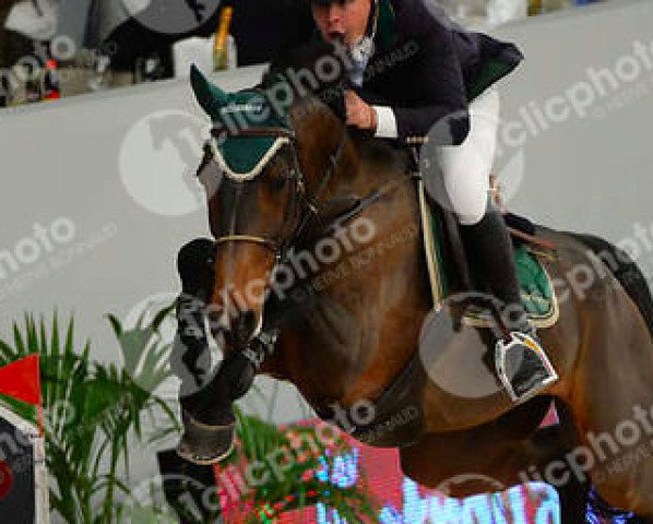 jumper Alibi des Bergeries (Belgium Sporthorse, 2006, from Canturo)