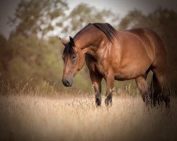 dressage horse Ria (Oldenburg, 2013, from Feu D'Or 2)