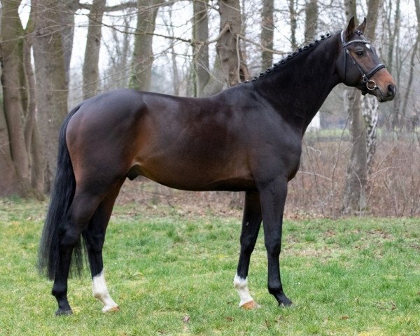 stallion Captain Cook (Hanoverian, 2016, from Cascalido)