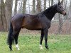 stallion Captain Cook (Hanoverian, 2016, from Cascalido)