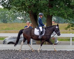 dressage horse Pepper 157 (Lewitzer, 2007, from Picasso)