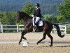 dressage horse Dreamline 5 (Hanoverian, 2014, from Destano)