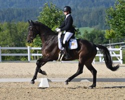 dressage horse Dreamline 5 (Hanoverian, 2014, from Destano)