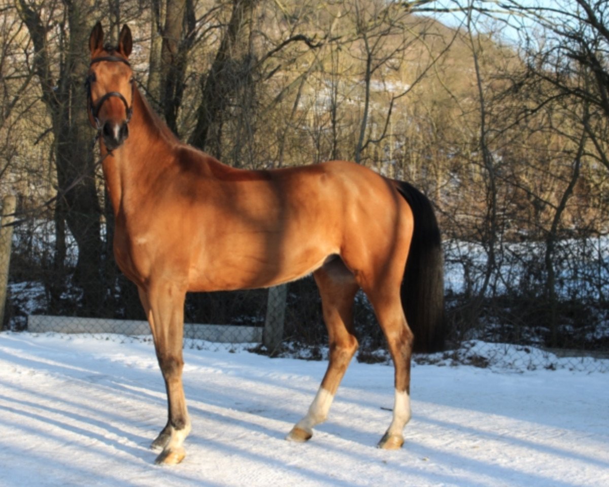 Zuchtstute Hebrina (KWPN (Niederländisches Warmblut), 2012, von Mr Blue)