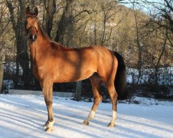 broodmare Hebrina (KWPN (Royal Dutch Sporthorse), 2012, from Mr Blue)