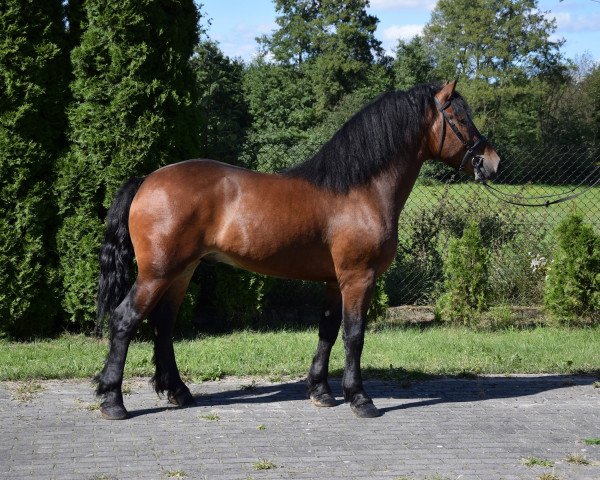 Pferd Martal (Polnisches Kaltblut, 2018)