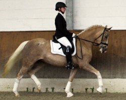 dressage horse Na So Was S (German Riding Pony, 2010, from Valdez HS)