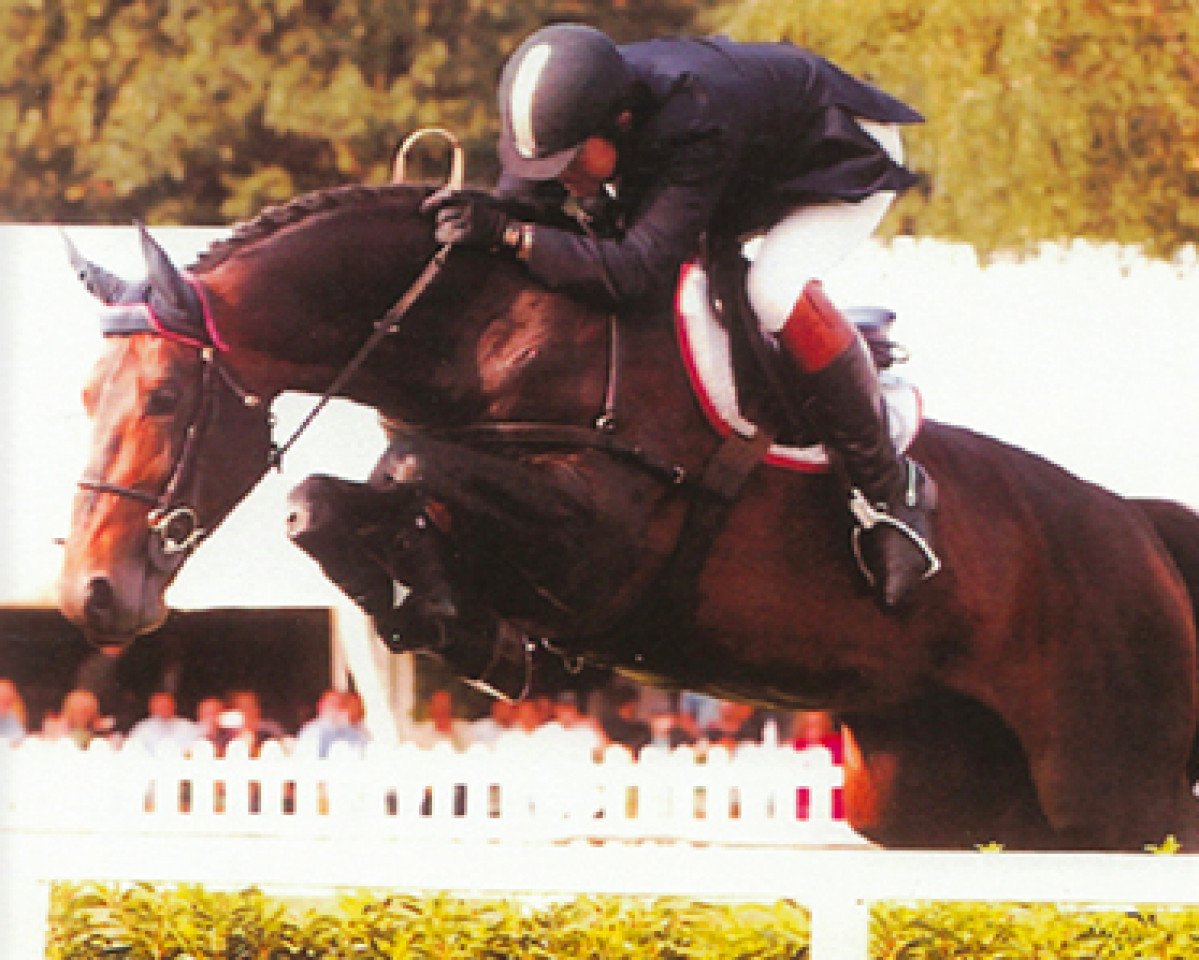 stallion Hold Up Premier (Selle Français, 1995, from Narcos II)