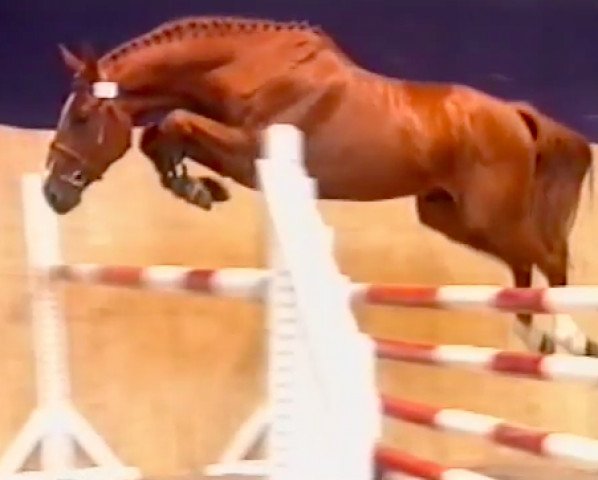 stallion Lys d'l'Herbage (Selle Français, 1999, from Arpege Pierreville)