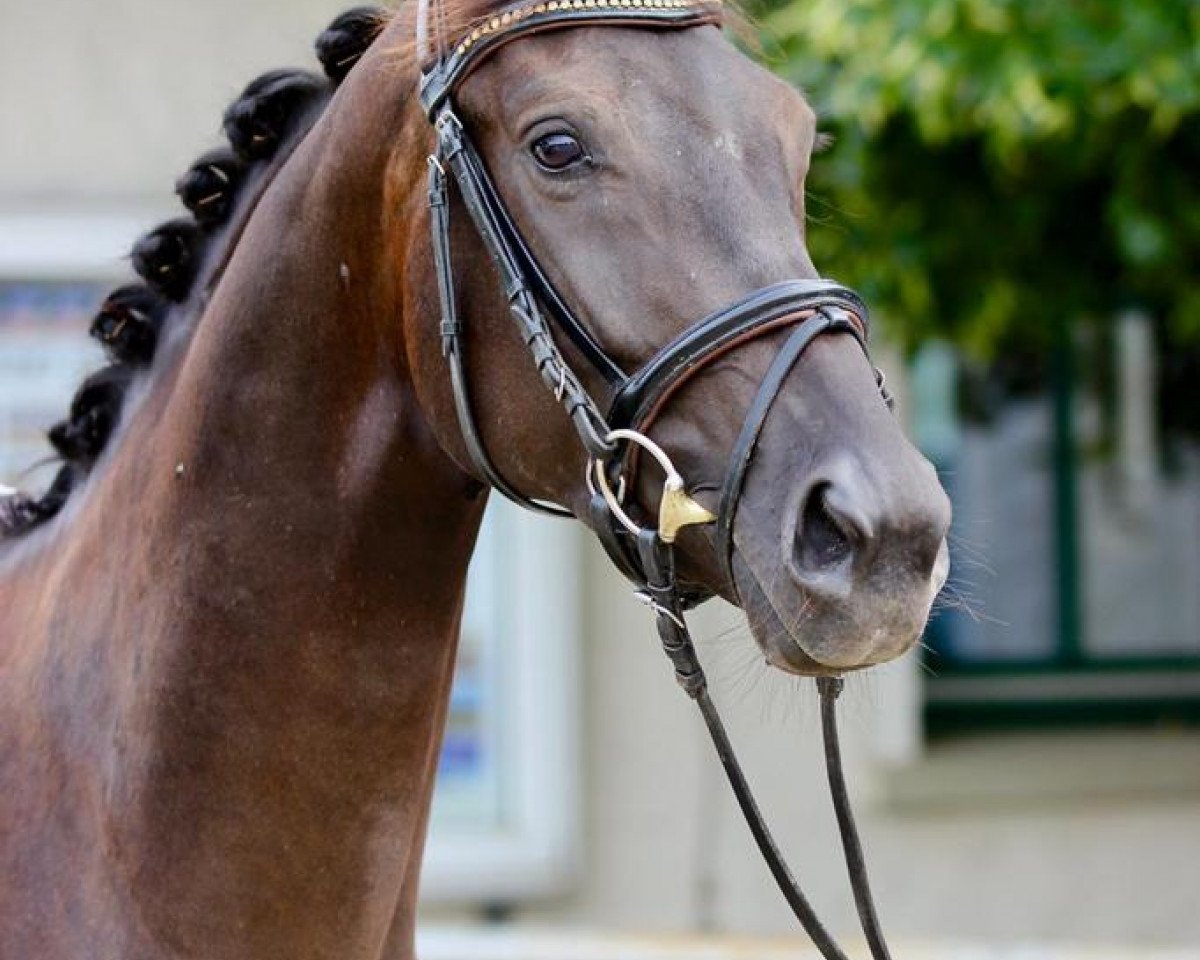 Dressurpferd Stf (Oldenburger, 2018, von D'Egalite)