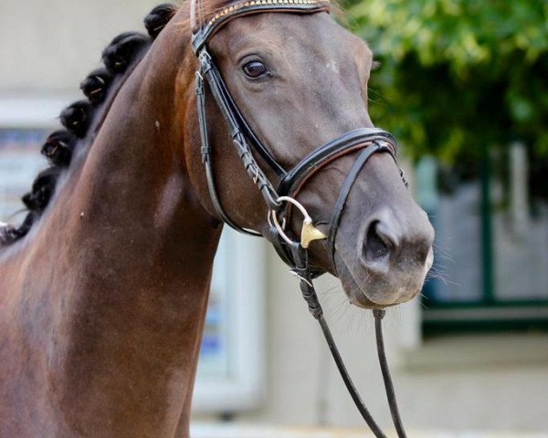 dressage horse Stf (Oldenburg, 2018, from D'Egalite)