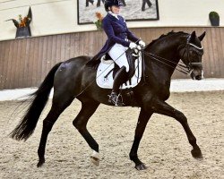 dressage horse RS Denver (Württemberger, 2008, from Don Diamond)