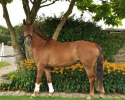 dressage horse Fidero's Special Hit (Rhinelander, 2012, from Special Agent Amour)