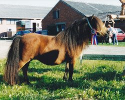 broodmare Parlington Bridget (Shetland pony (under 87 cm),  , from Hairos van Stal Fortuna)