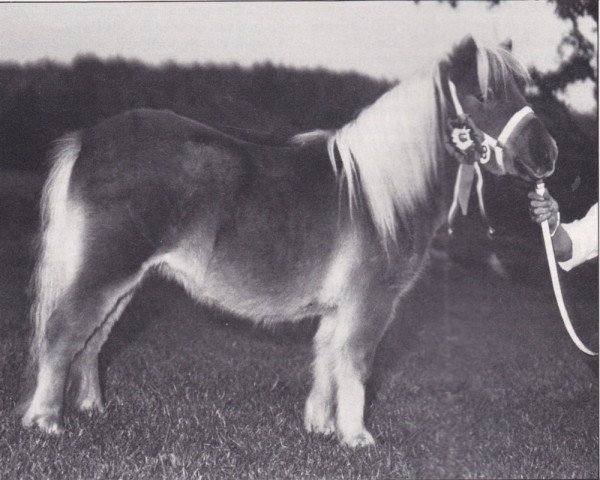 broodmare Blossom van Spuitjesdom (Shetland Pony, 1987, from Vorden Buddleia)