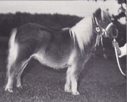 broodmare Blossom van Spuitjesdom (Shetland Pony, 1987, from Vorden Buddleia)