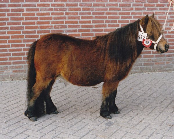 Zuchtstute Xera v.d. Olde Maten (Shetland Pony (unter 87 cm), 1985, von Fairy Regent)