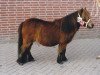 Zuchtstute Xera v.d. Olde Maten (Shetland Pony (unter 87 cm), 1985, von Fairy Regent)