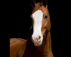 dressage horse Crazy Disco Queen (German Riding Pony, 2010, from Hilkens Black Delight)