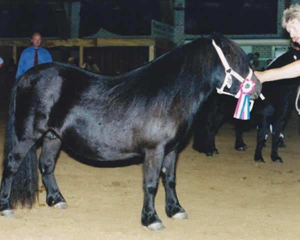 broodmare Morine Schueracker (Shetland Pony, 1995, from Friso van de Heuvelshof)