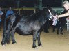 broodmare Morine Schueracker (Shetland Pony, 1995, from Friso van de Heuvelshof)