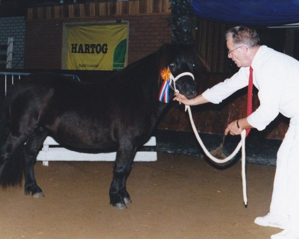 horse Jantien van de Bloemhof (Shetland Pony, 1994, from Deandy van Stal Possemis)