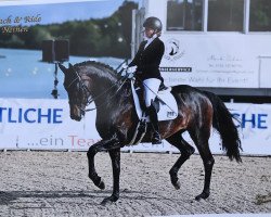 dressage horse Zornado 3 (Oldenburger, 2013, from Zonik)