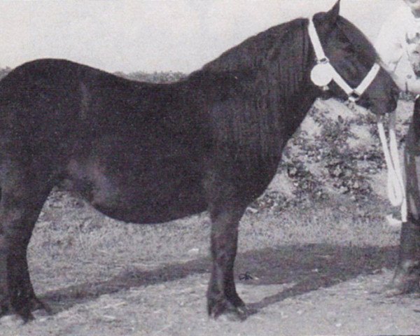 broodmare Evaldy van de Spoorlaan (Shetland Pony, 1990, from Surprise van Dorpzicht)