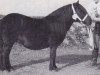 Zuchtstute Evaldy van de Spoorlaan (Shetland Pony, 1990, von Suprise van Dorpzicht)
