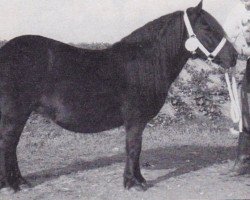 Zuchtstute Evaldy van de Spoorlaan (Shetland Pony, 1990, von Surprise van Dorpzicht)