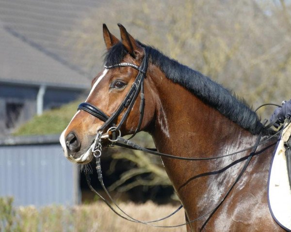 dressage horse Baumann's Russel (Westphalian, 2011, from Rosengold)