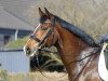 dressage horse Baumann's Russel (Westphalian, 2011, from Rosengold)