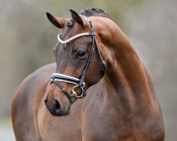 dressage horse D'alessandro (Hannoveraner, 2014, from Don Frederic 3)