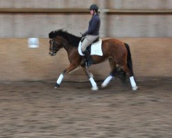 horse Fabiola von der Grünen Au (Freiberger, 2013, from Norway CH)