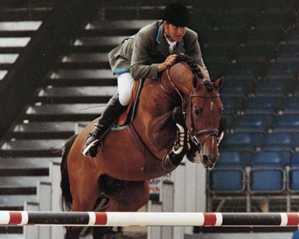 jumper Lord Z (Holsteiner, 1990, from Lord)