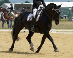 dressage horse Einstein (Sachs-door. Heavy Warmbl., 2004, from Ellington)