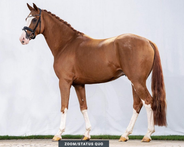 dressage horse Zinedine Zidane 5 (Westphalian, 2019, from Zoom)